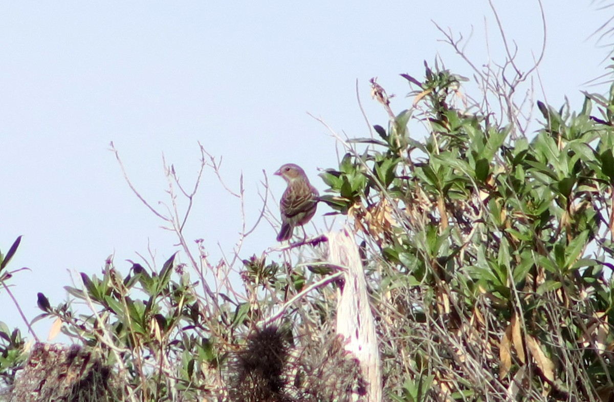 Mourning Sierra Finch - ML620261437