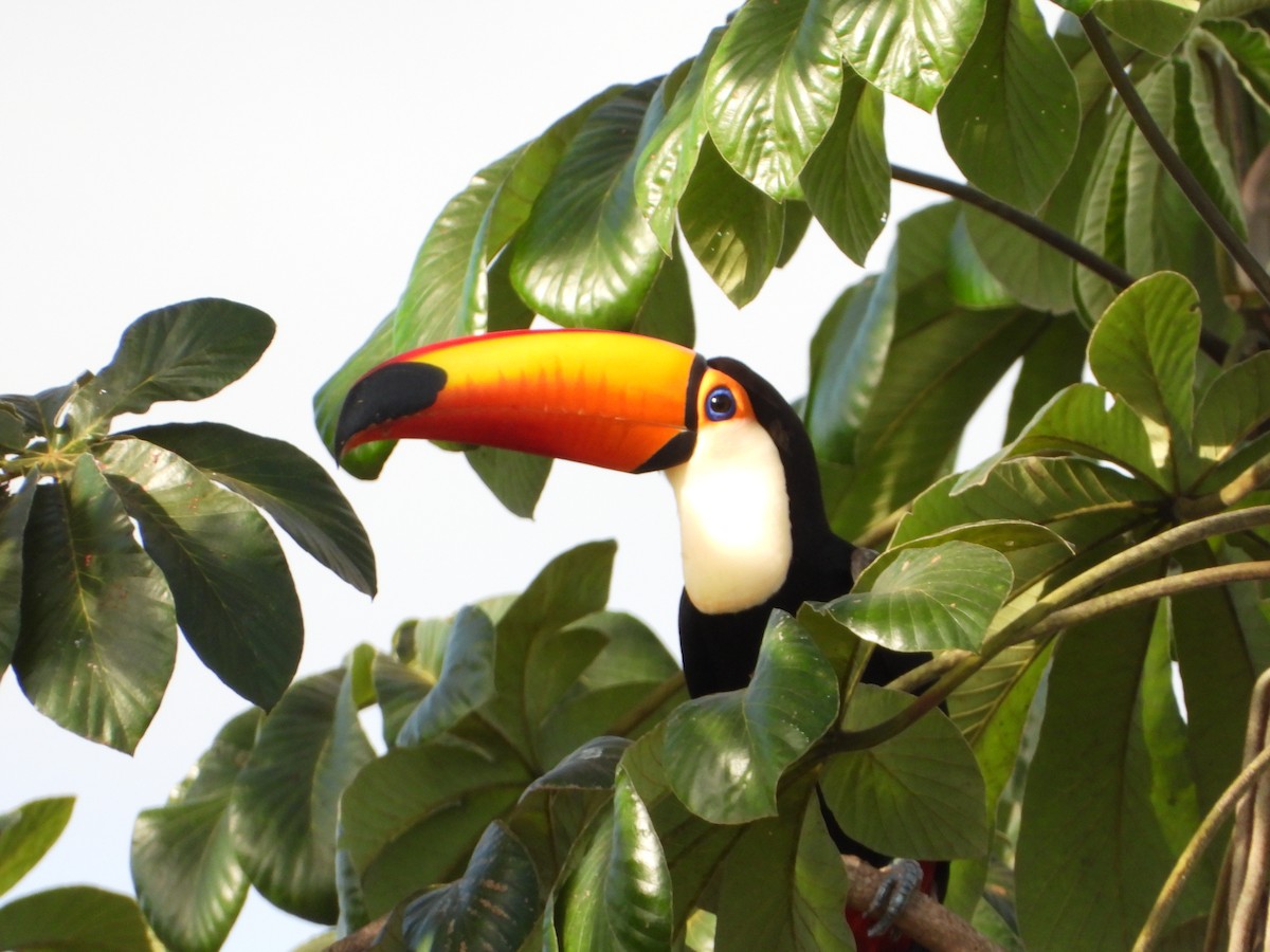 Toco Toucan - ML620261439