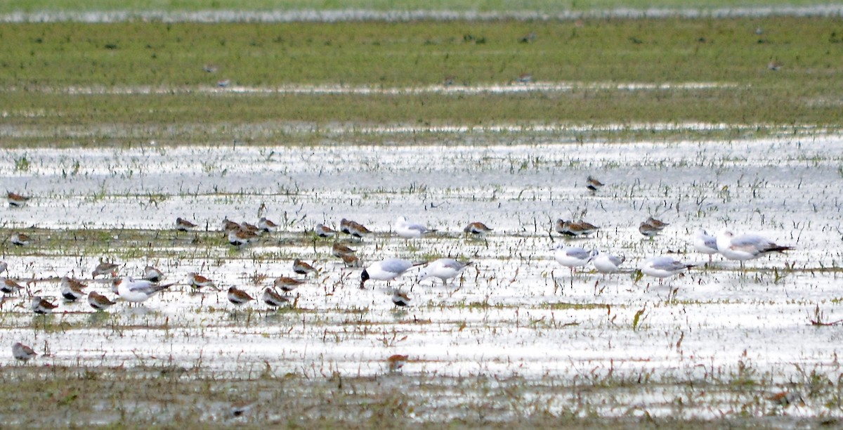 Bonaparte's Gull - ML620261445