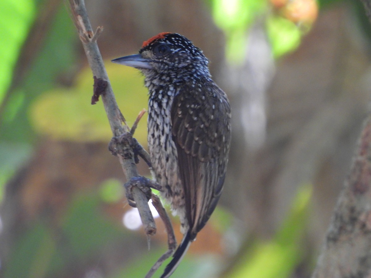 White-wedged Piculet - ML620261453