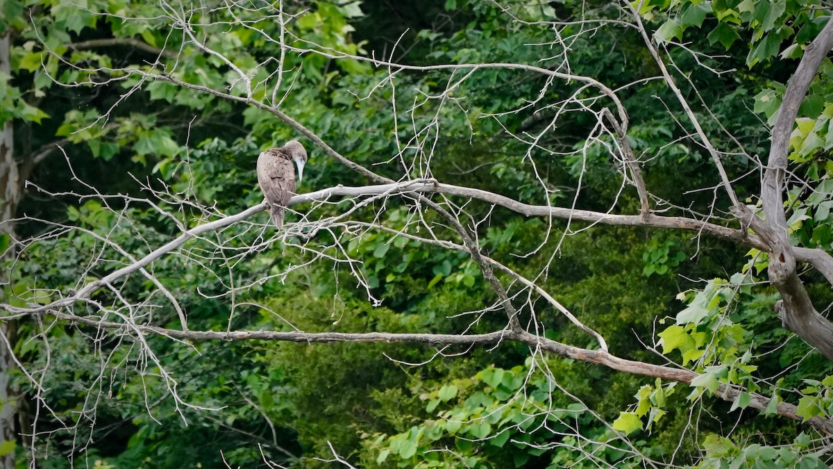 Brown Booby - ML620261461