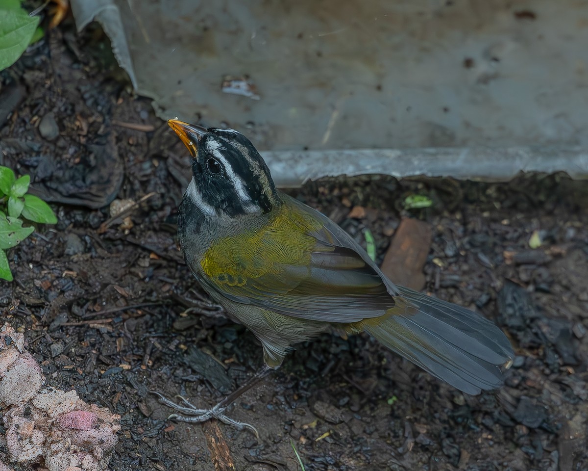 Orange-billed Sparrow - ML620261463