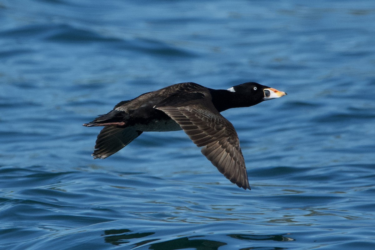 Surf Scoter - ML620261465