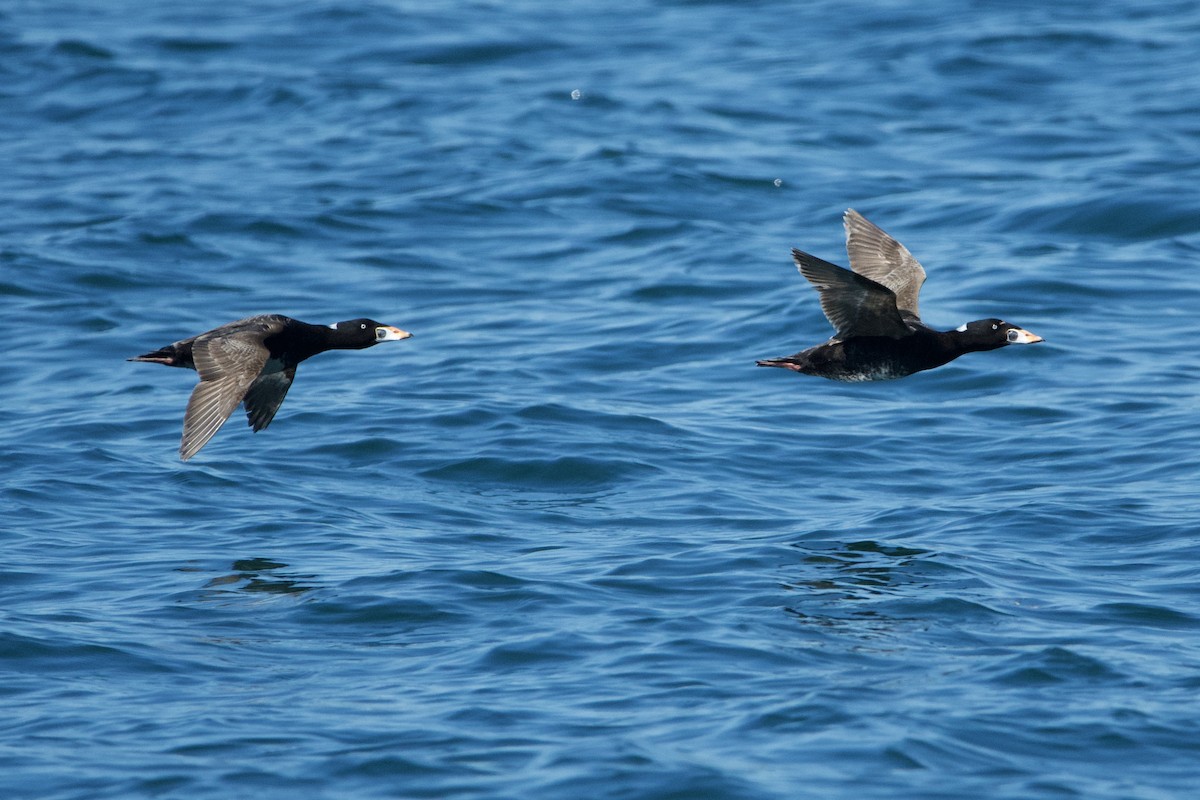 Surf Scoter - ML620261466