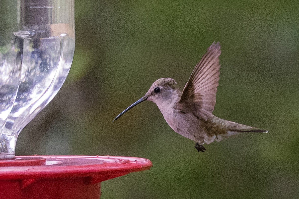 Black-chinned Hummingbird - ML620261474