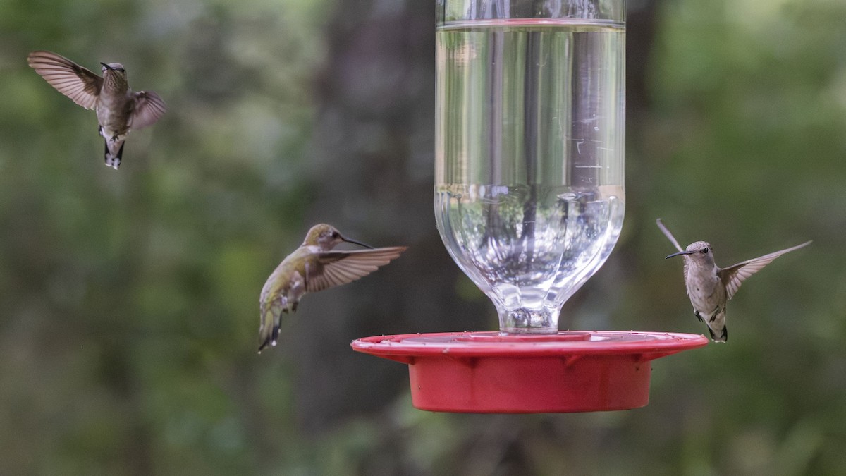 Black-chinned Hummingbird - ML620261475