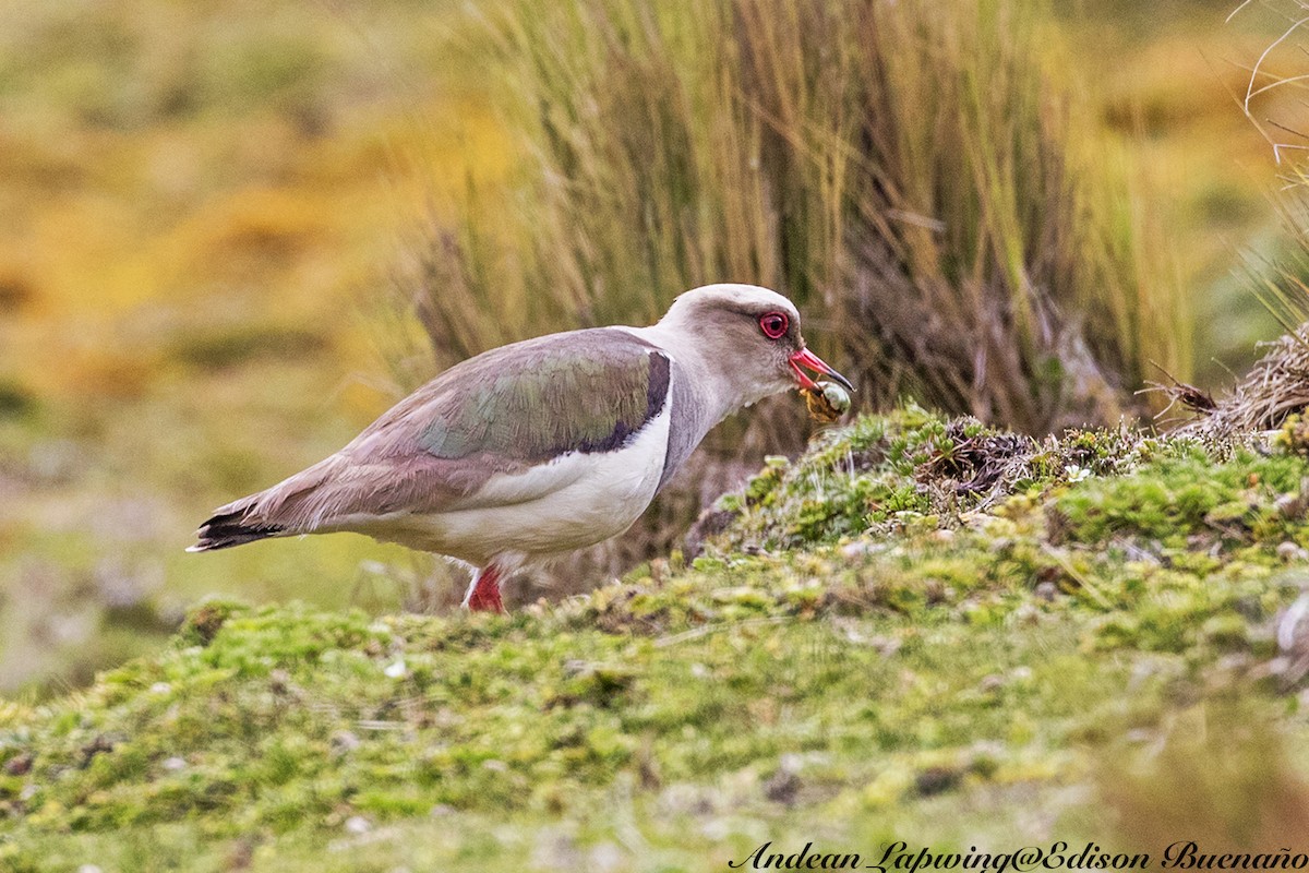 Andean Lapwing - ML620261483