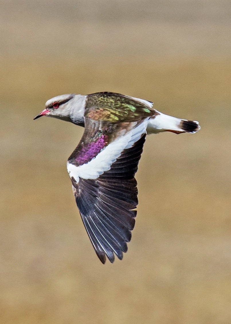 Andean Lapwing - ML620261484