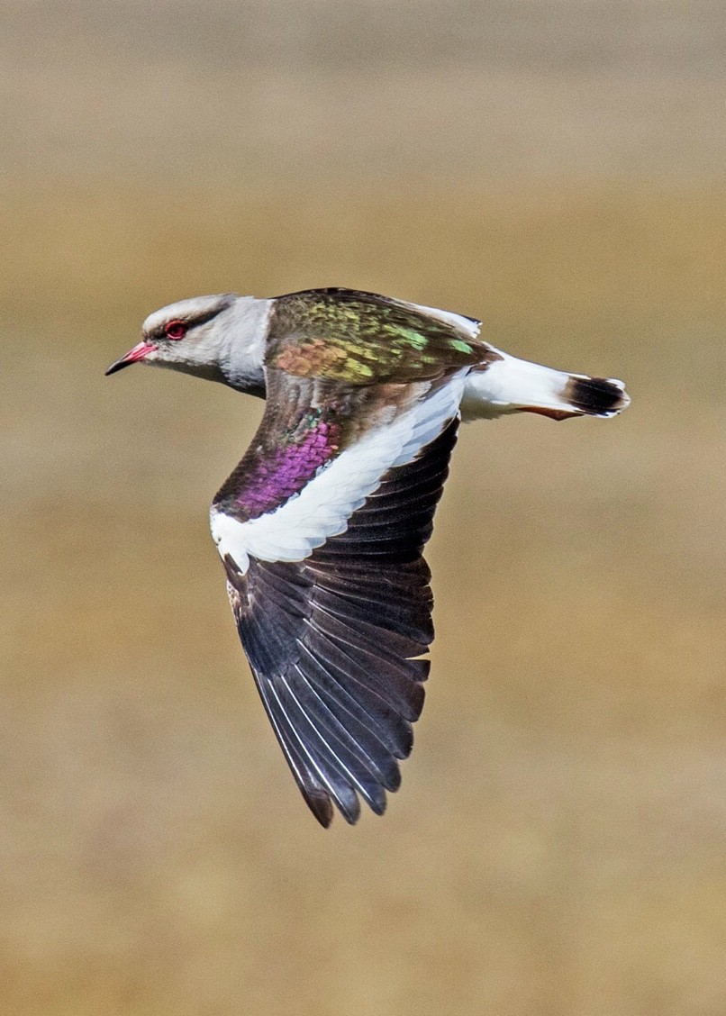 Andean Lapwing - Edison Buenano