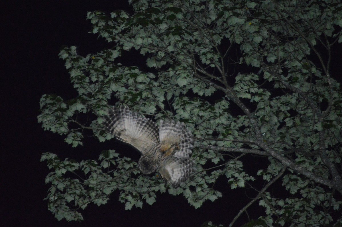 Barred Owl - ML620261487