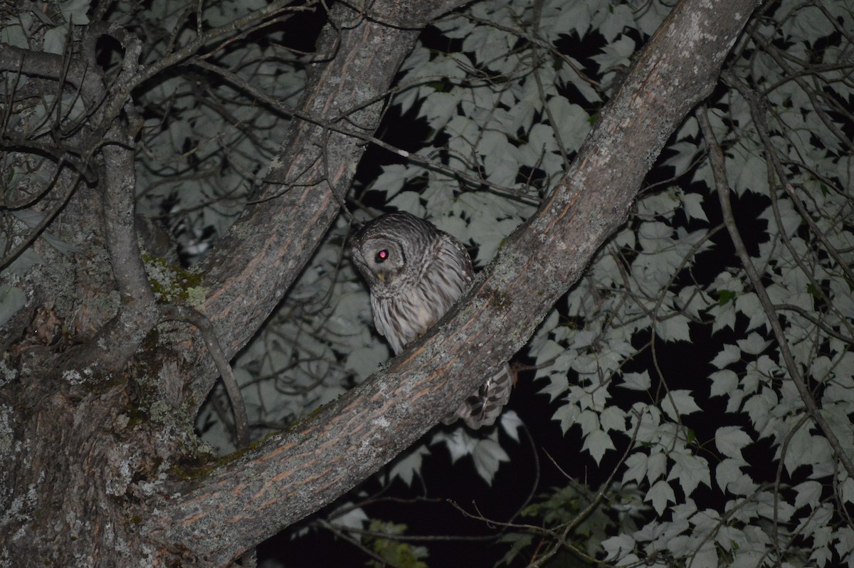 Barred Owl - ML620261491