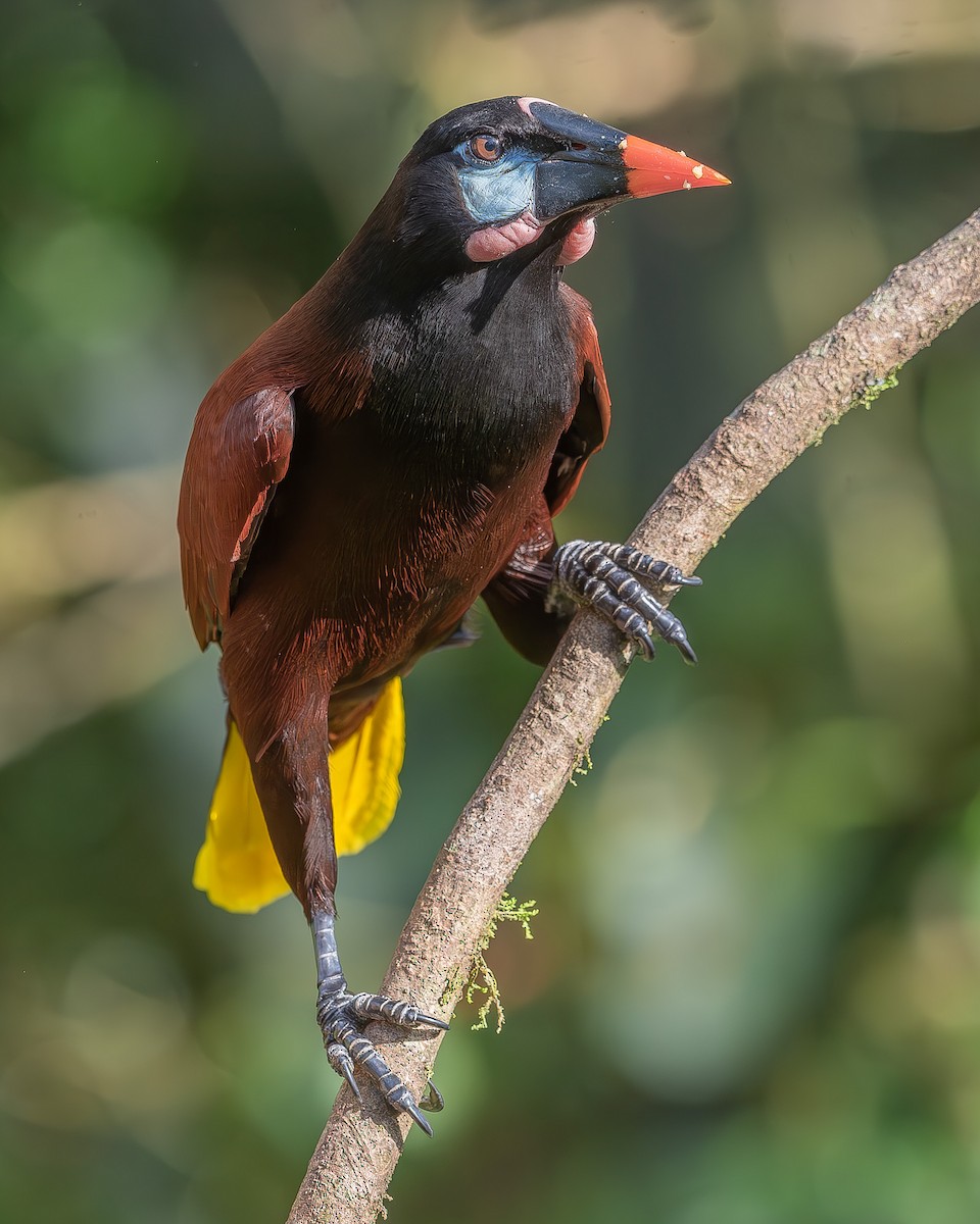 Montezuma Oropendola - ML620261495