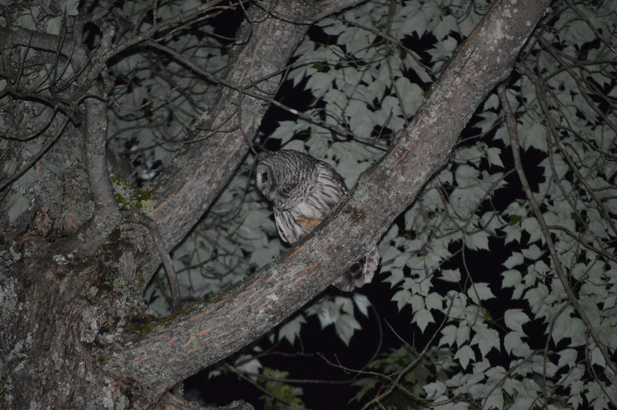 Barred Owl - ML620261496