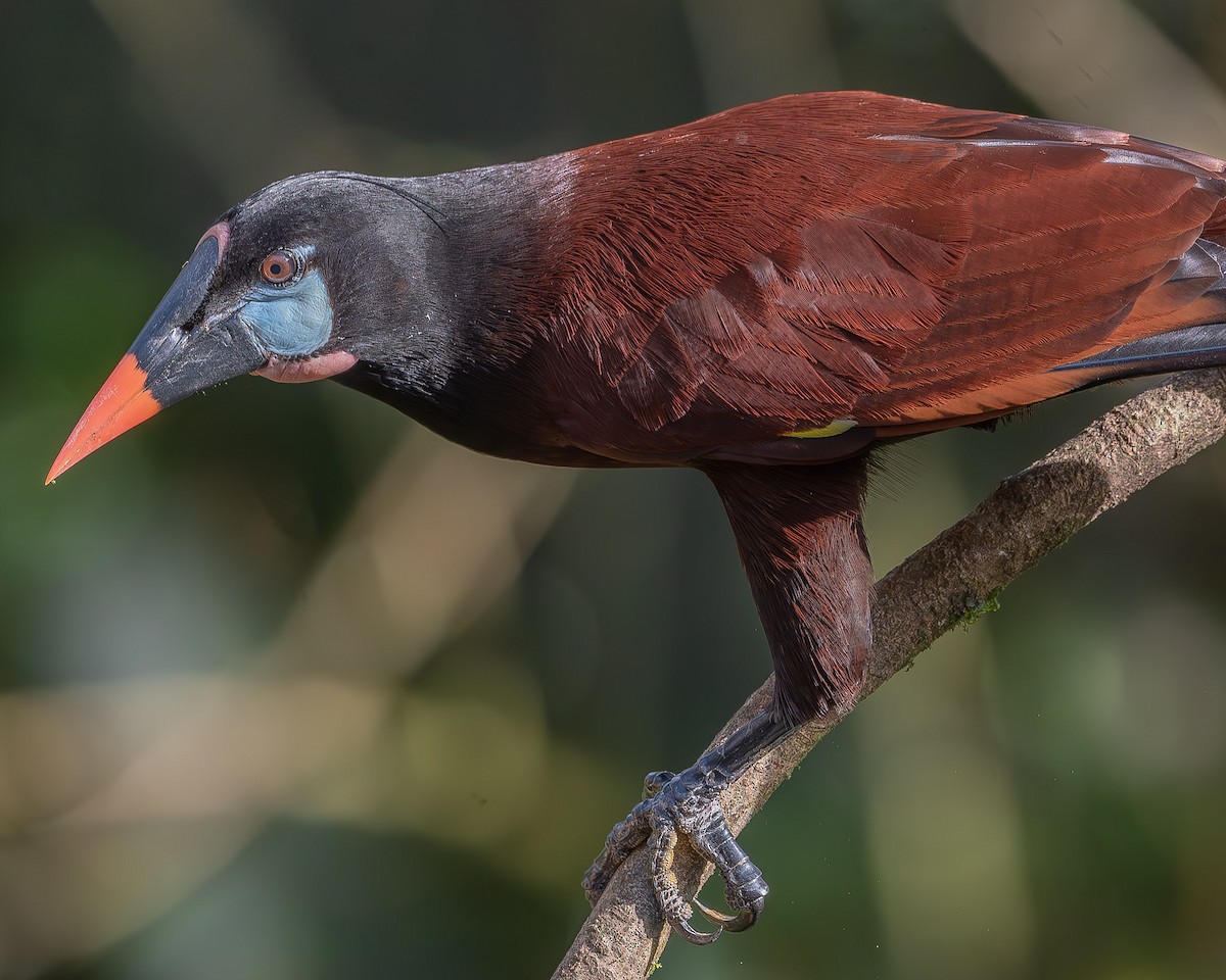 Montezuma Oropendola - ML620261497