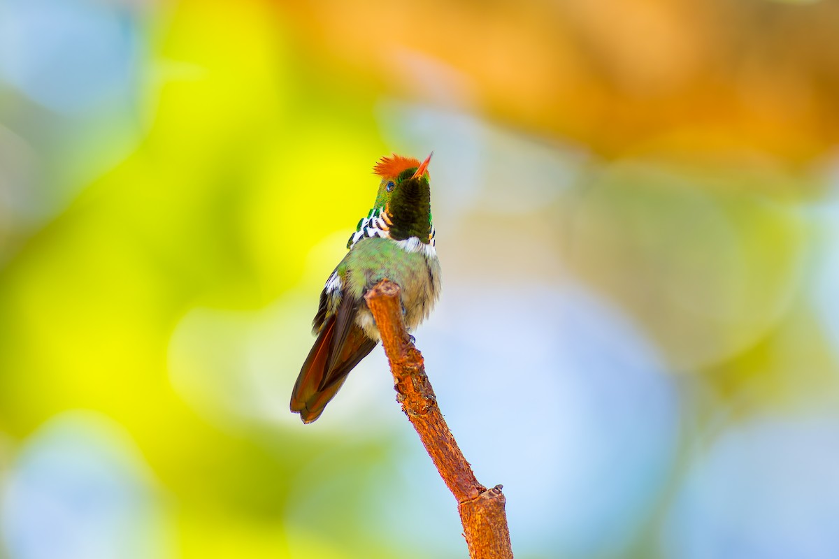 Frilled Coquette - ML620261500