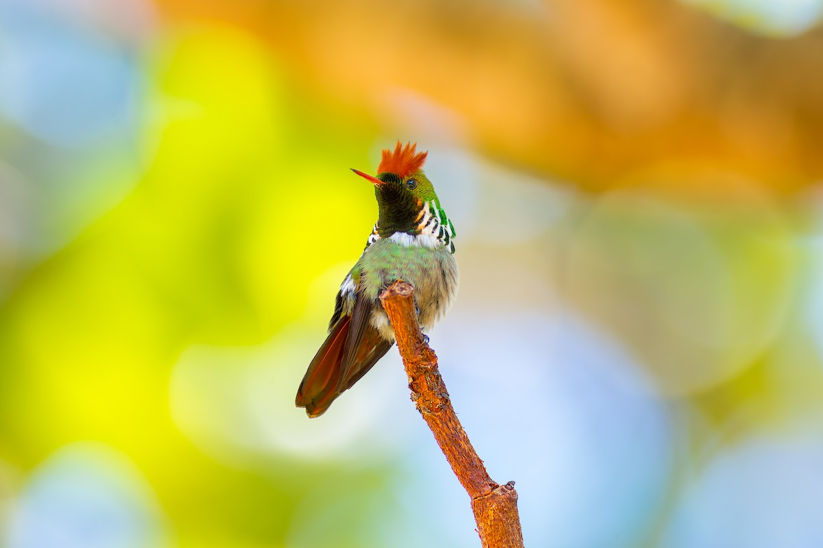 Frilled Coquette - ML620261501