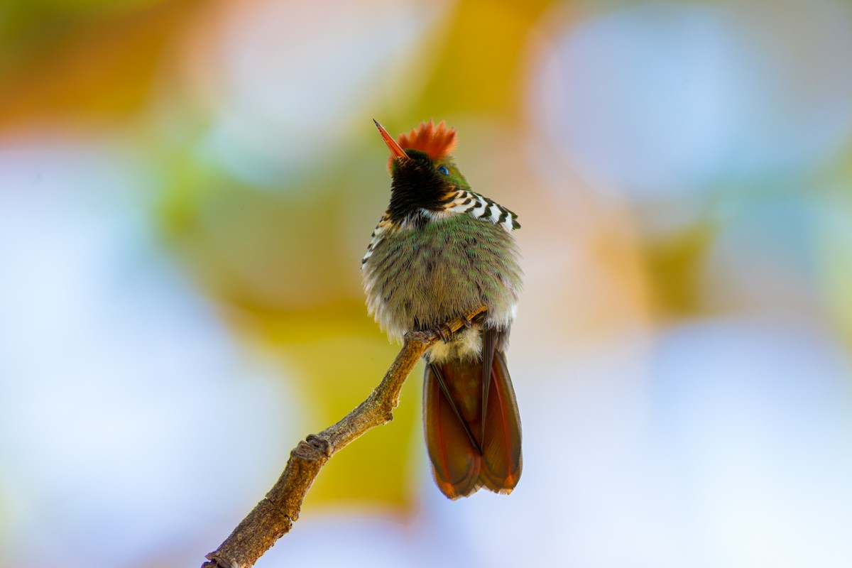 Frilled Coquette - ML620261503