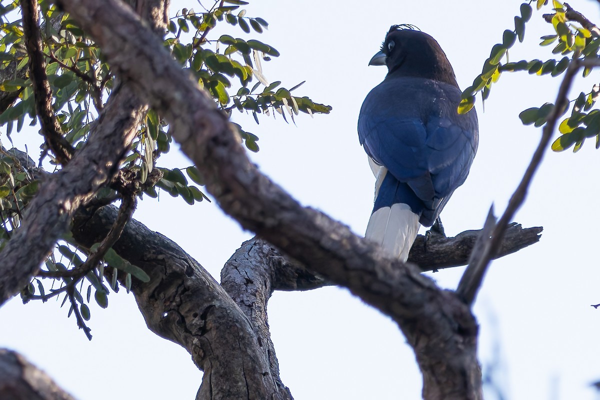 Curl-crested Jay - ML620261505