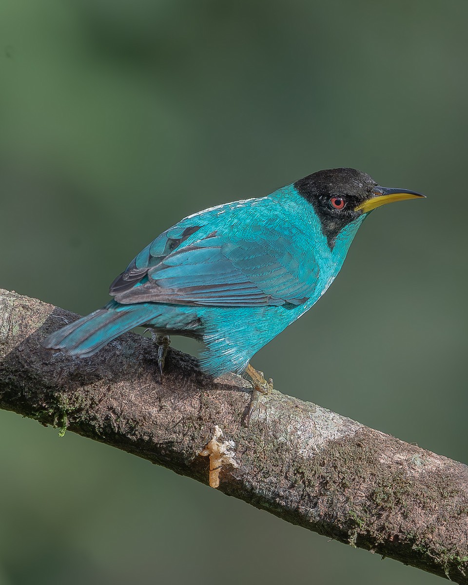 Green Honeycreeper - ML620261511