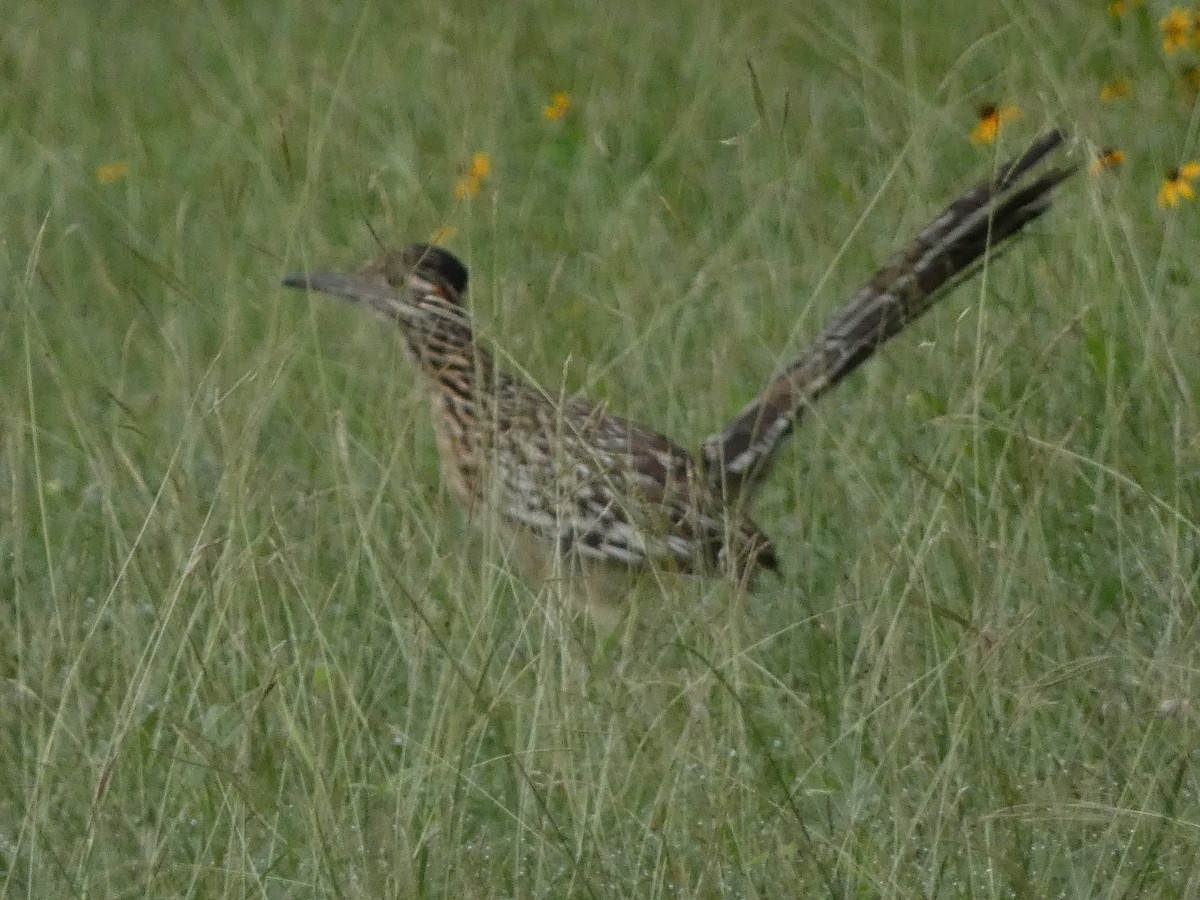 Greater Roadrunner - ML620261513