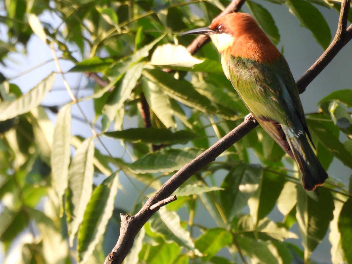 Chestnut-headed Bee-eater - ML620261515