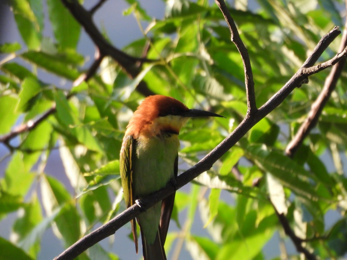 Chestnut-headed Bee-eater - ML620261516