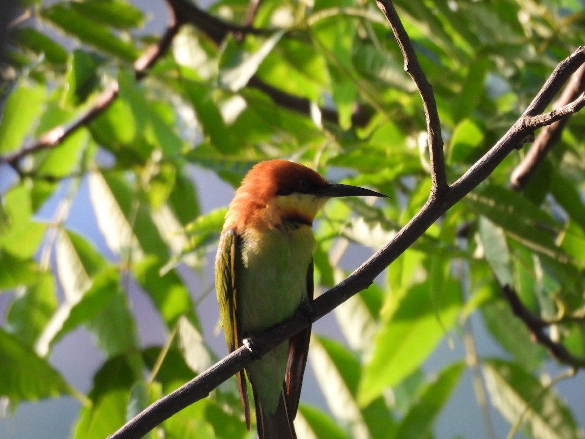 Chestnut-headed Bee-eater - ML620261519