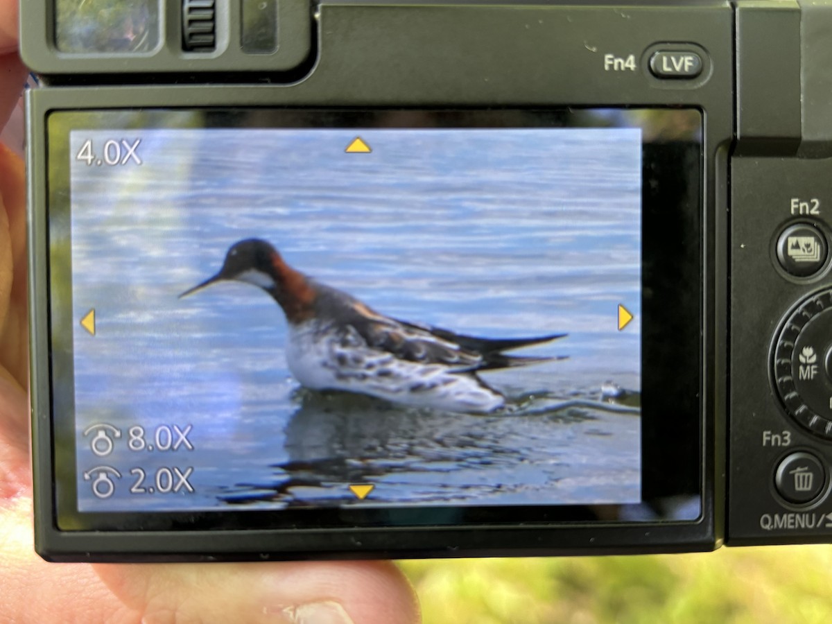 Falaropo beccosottile - ML620261520