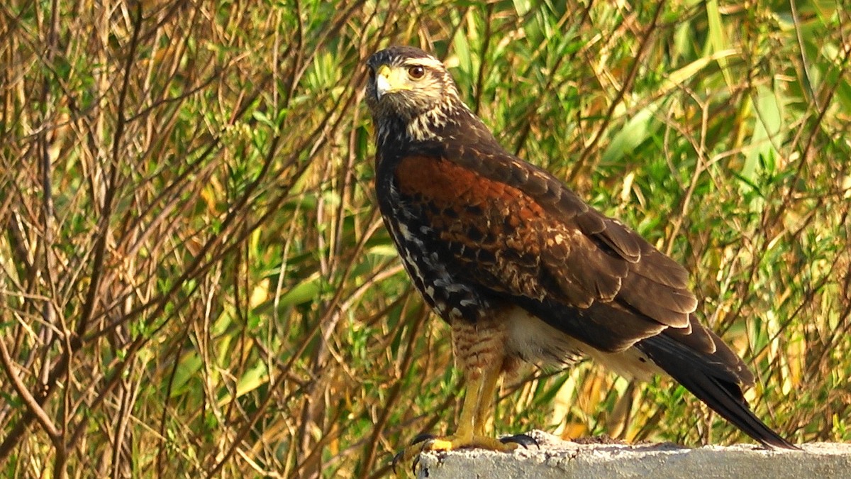 Harris's Hawk - ML620261521