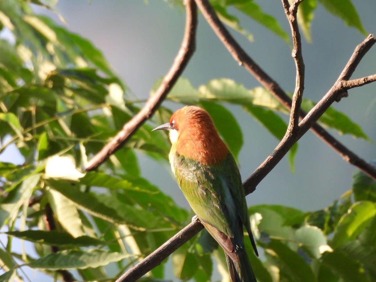 Chestnut-headed Bee-eater - ML620261532