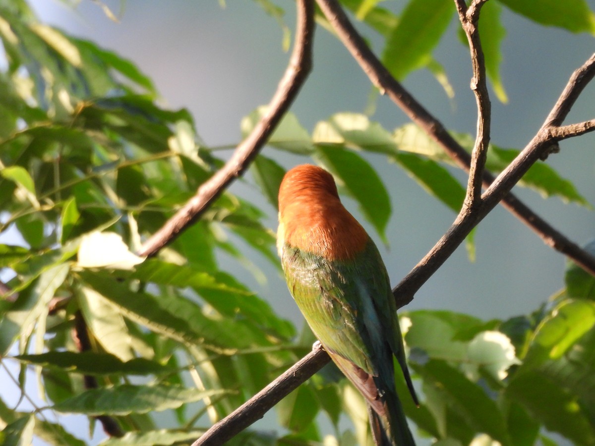 Chestnut-headed Bee-eater - ML620261533