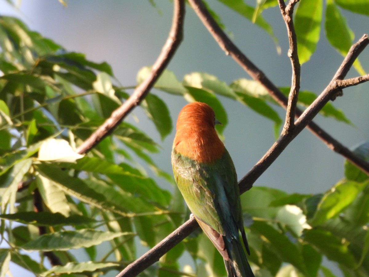 Chestnut-headed Bee-eater - ML620261534