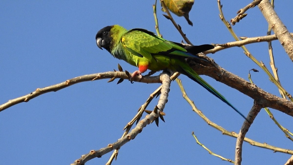 Conure nanday - ML620261535