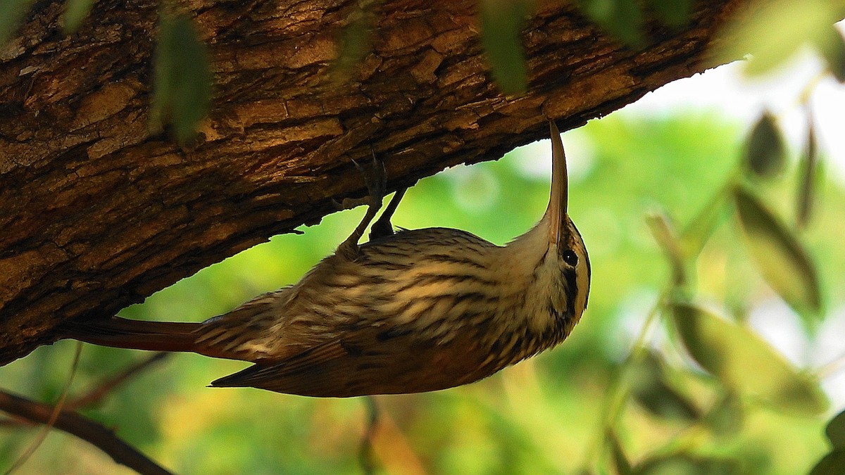 Narrow-billed Woodcreeper - ML620261537