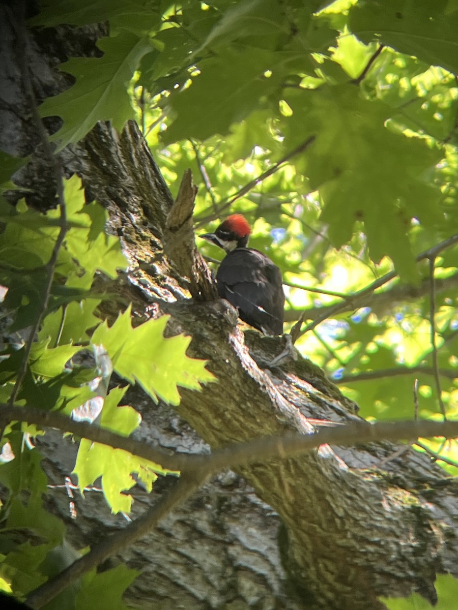 Pileated Woodpecker - ML620261552