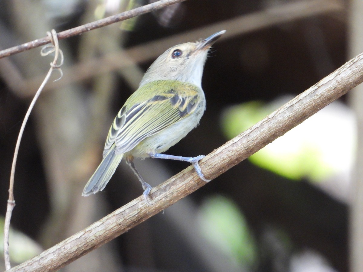 Rusty-fronted Tody-Flycatcher - ML620261555