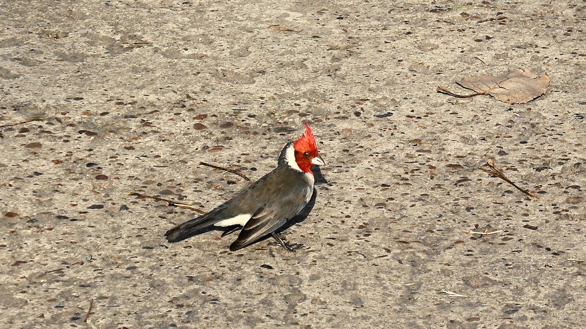 Red-crested Cardinal - ML620261568