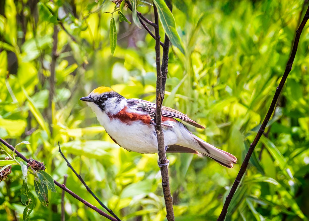 Chestnut-sided Warbler - ML620261573