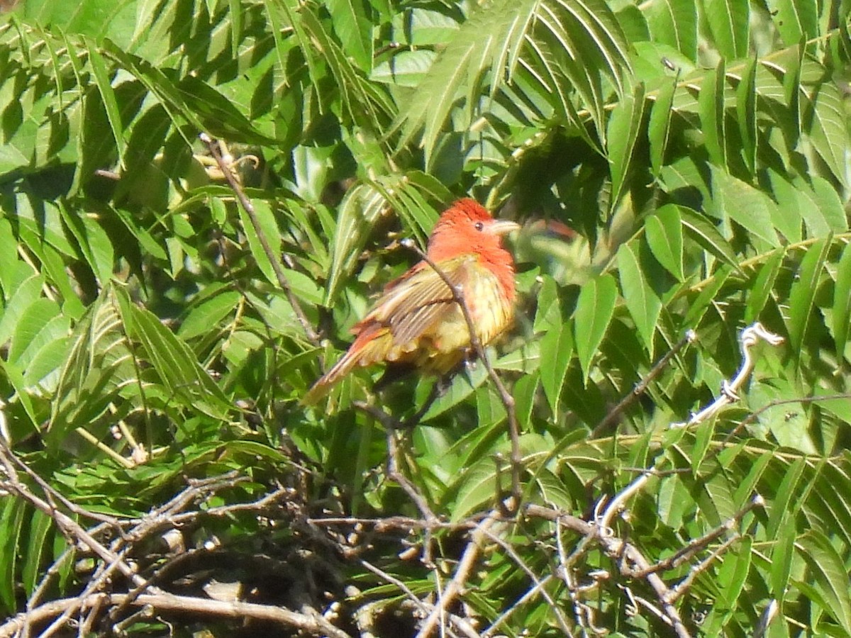 Summer Tanager - ML620261580