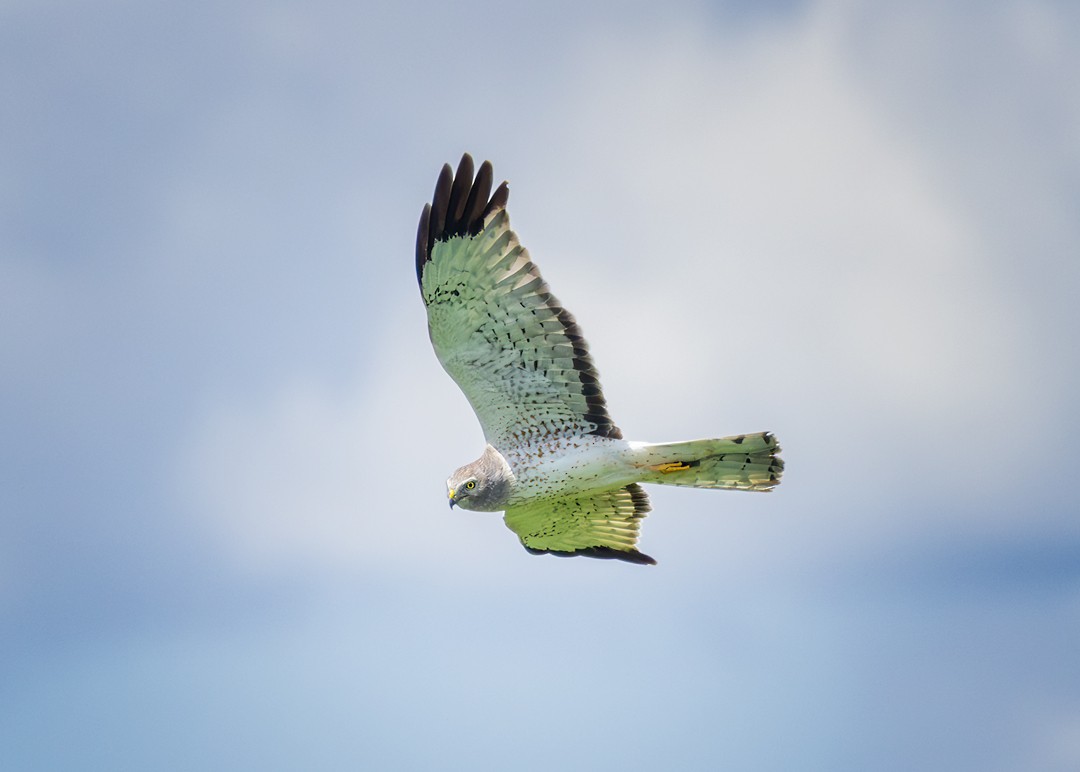 Northern Harrier - ML620261582