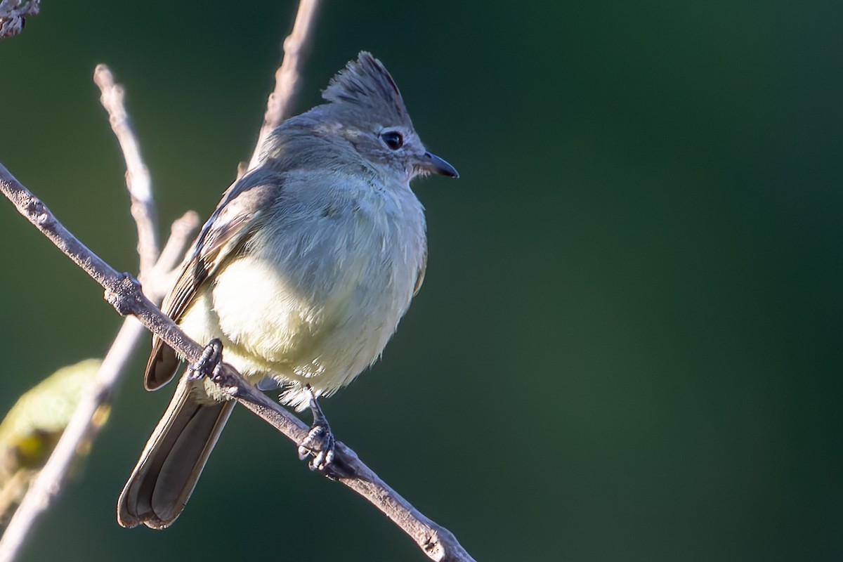 Plain-crested Elaenia - ML620261587