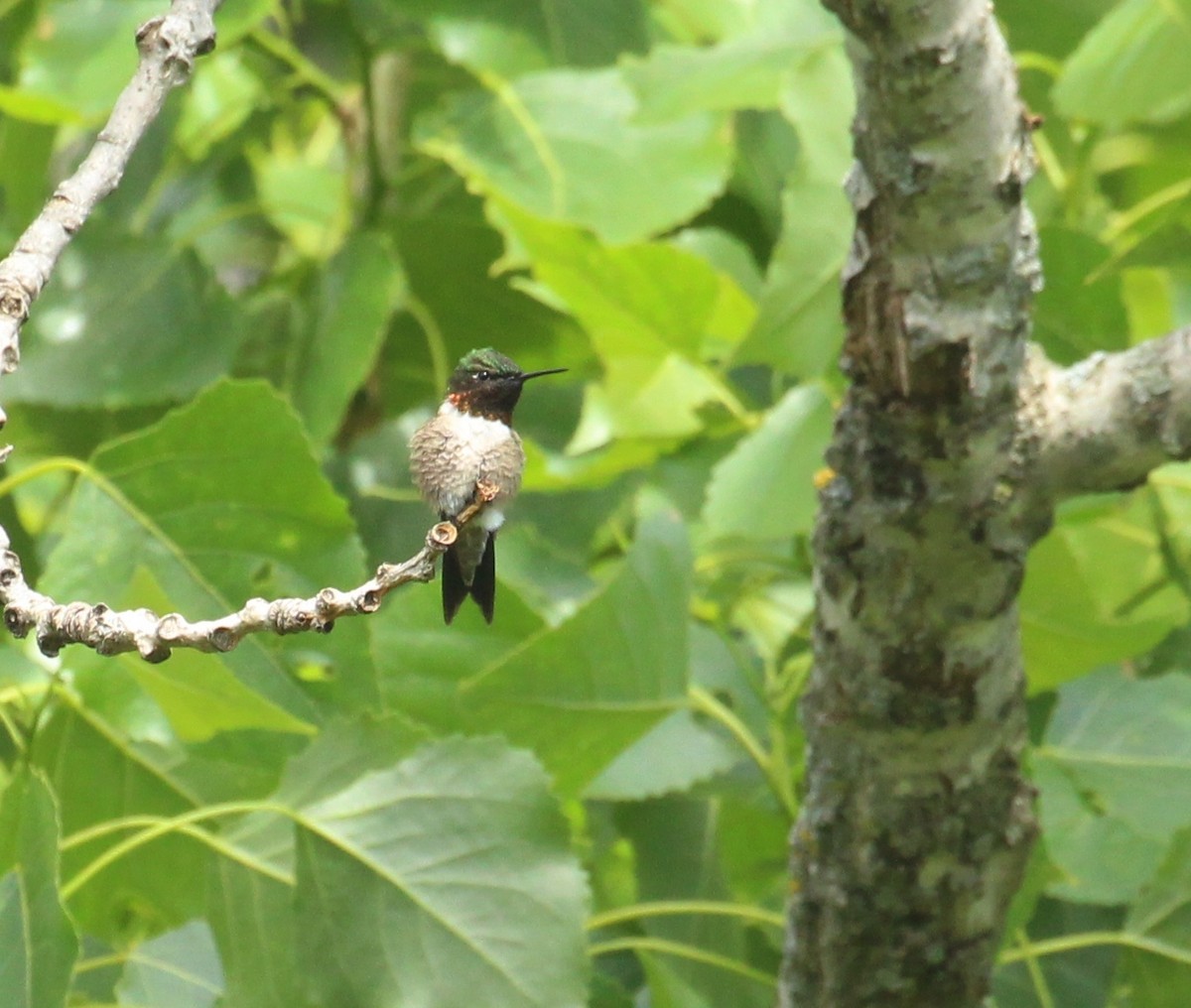 Ruby-throated Hummingbird - ML620261588