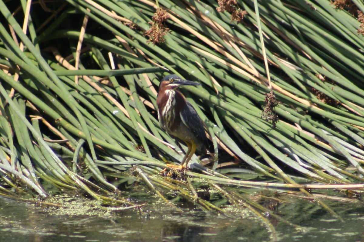 Green Heron - ML620261590