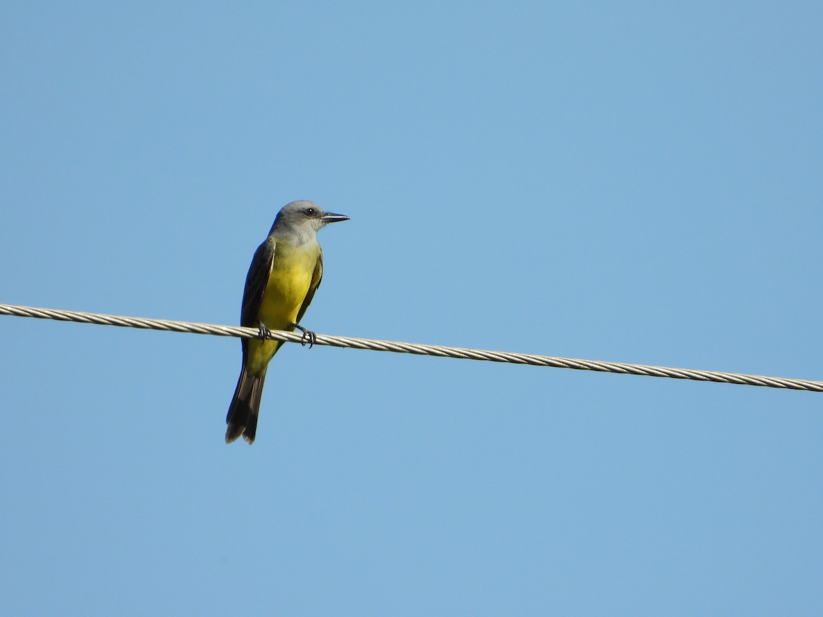 Tropical Kingbird - ML620261595