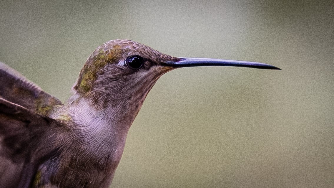 Black-chinned Hummingbird - ML620261602