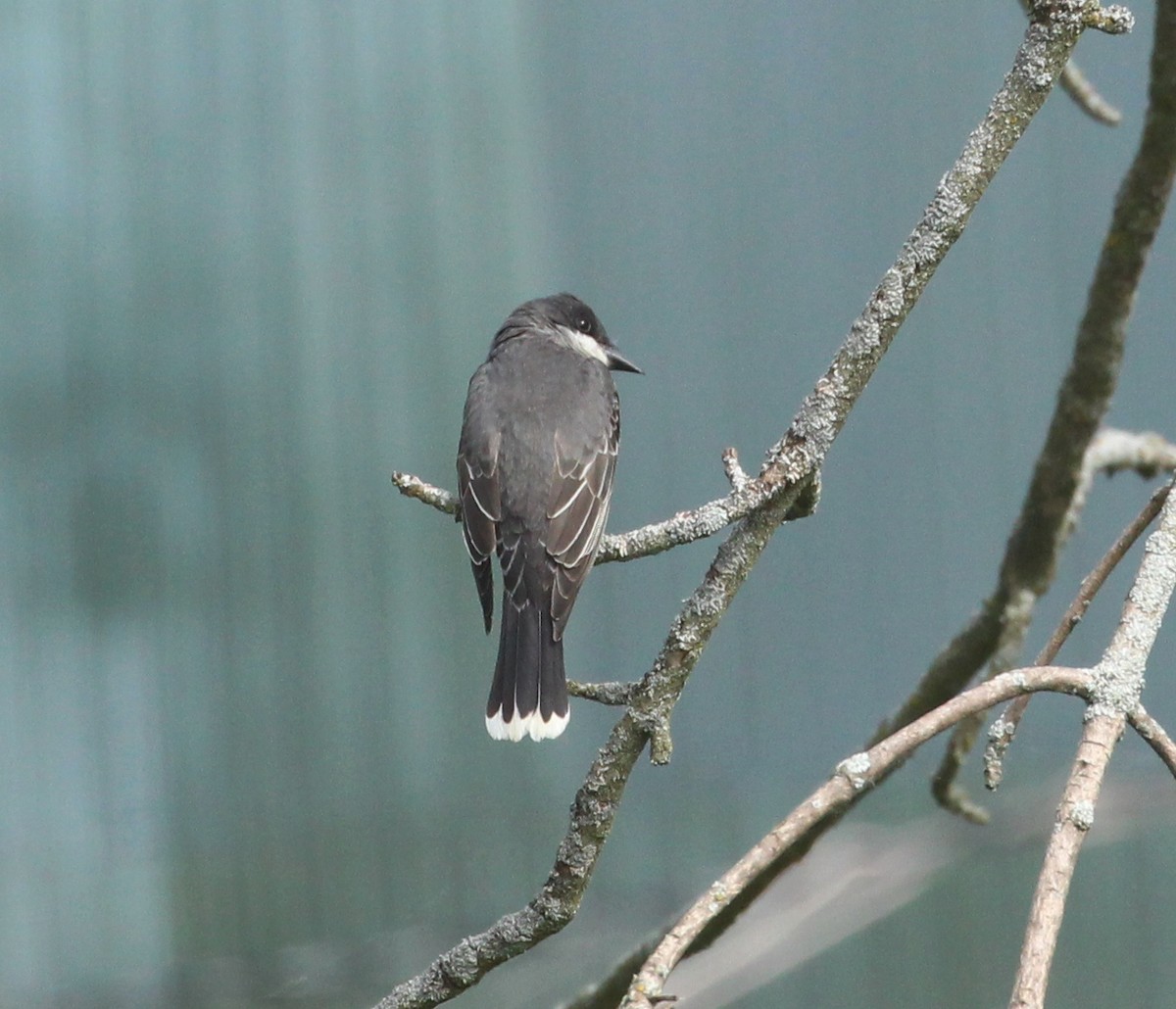 Eastern Kingbird - ML620261603