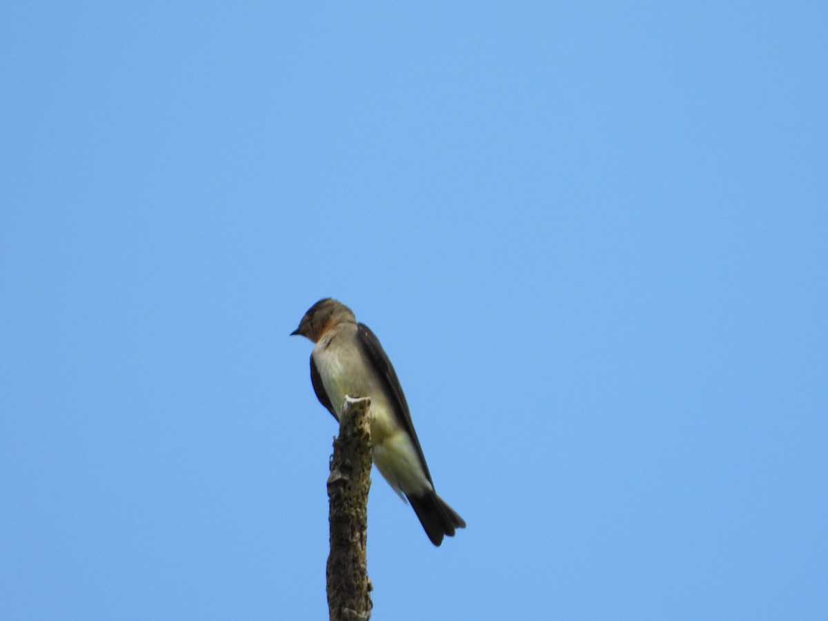 Southern Rough-winged Swallow - ML620261609