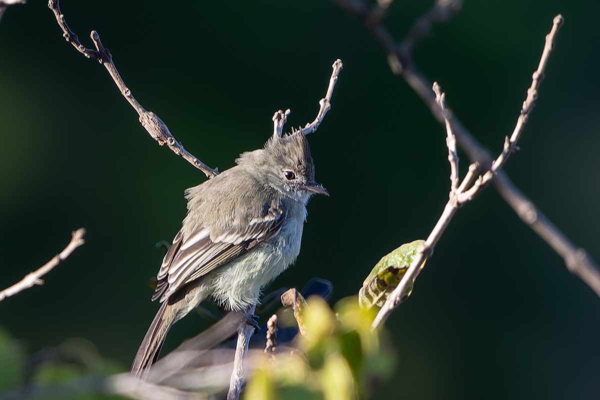 Plain-crested Elaenia - ML620261614