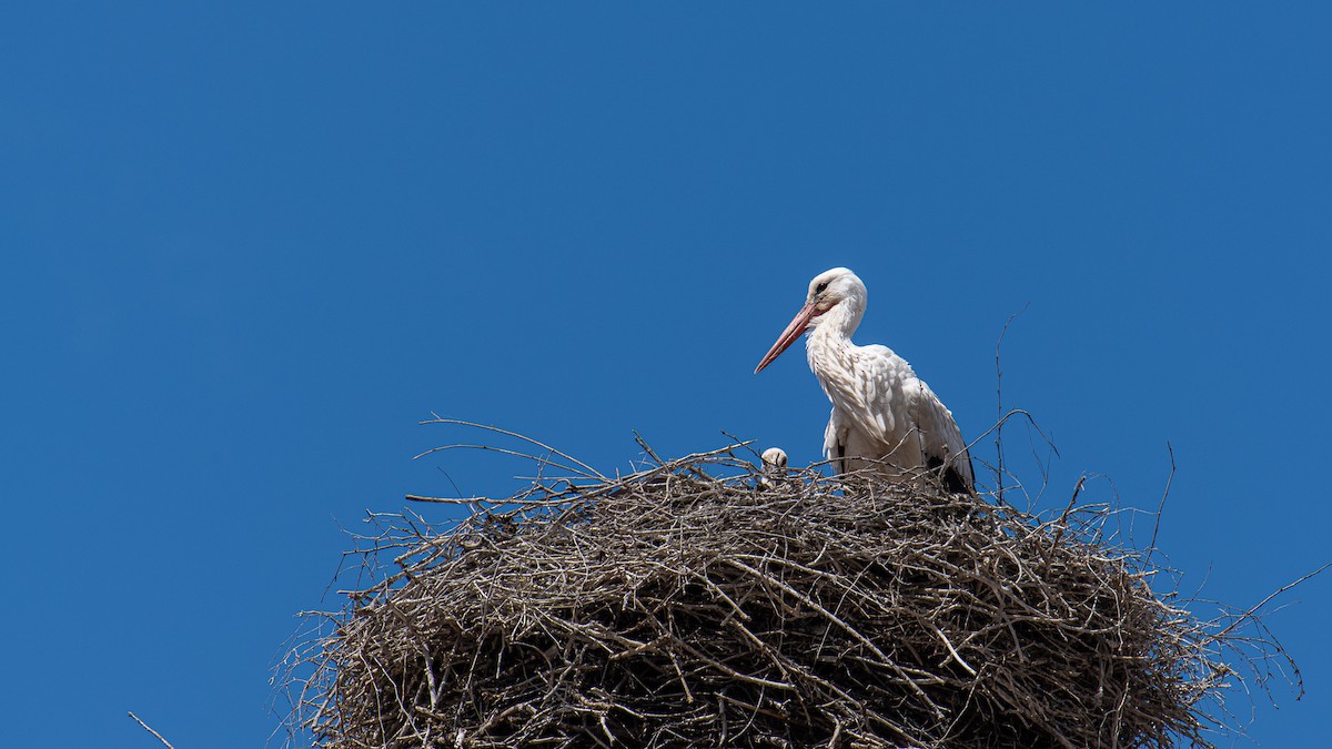 White Stork - ML620261621