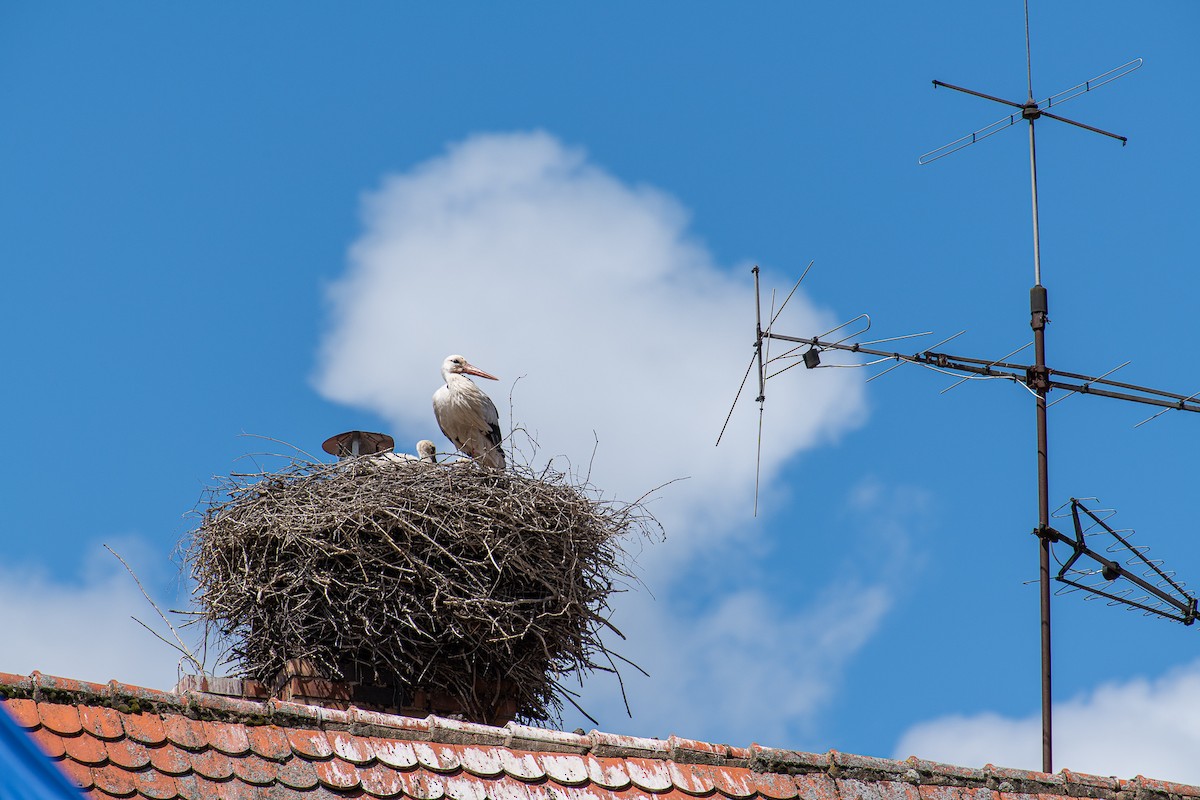 White Stork - ML620261622